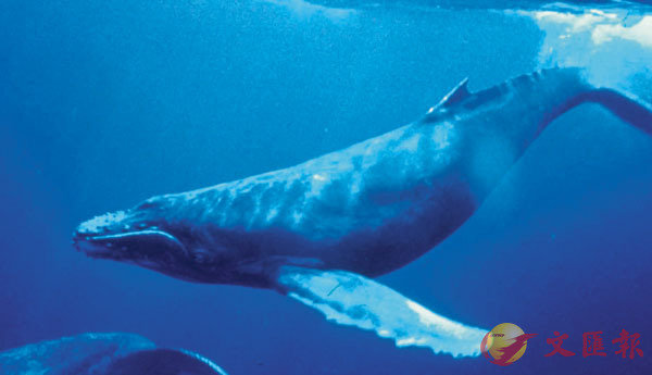 ■座頭鯨的聲音可以高達150分貝，與煙花、槍響的強度不遑多讓。 網上圖片