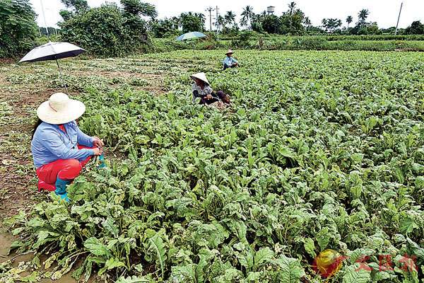 ���u������v�شӰ�a�C    �����׳��O�̦� ��