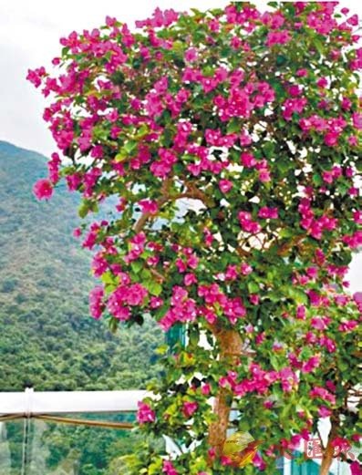 ���ݺq�����~�N���ֽg�w�w�u���^�v�C�@�̨ѹ�