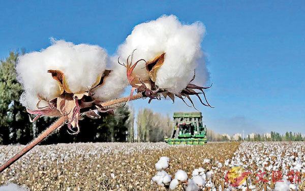 ●西北的棉花田。作者供圖