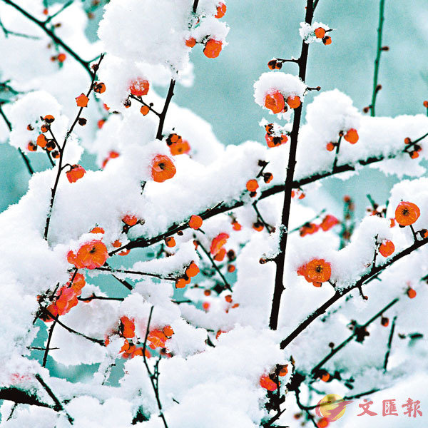 ● 梅樹被厚雪所覆蓋，就如香篝上薰�茪@張素白的被子。 資料圖片