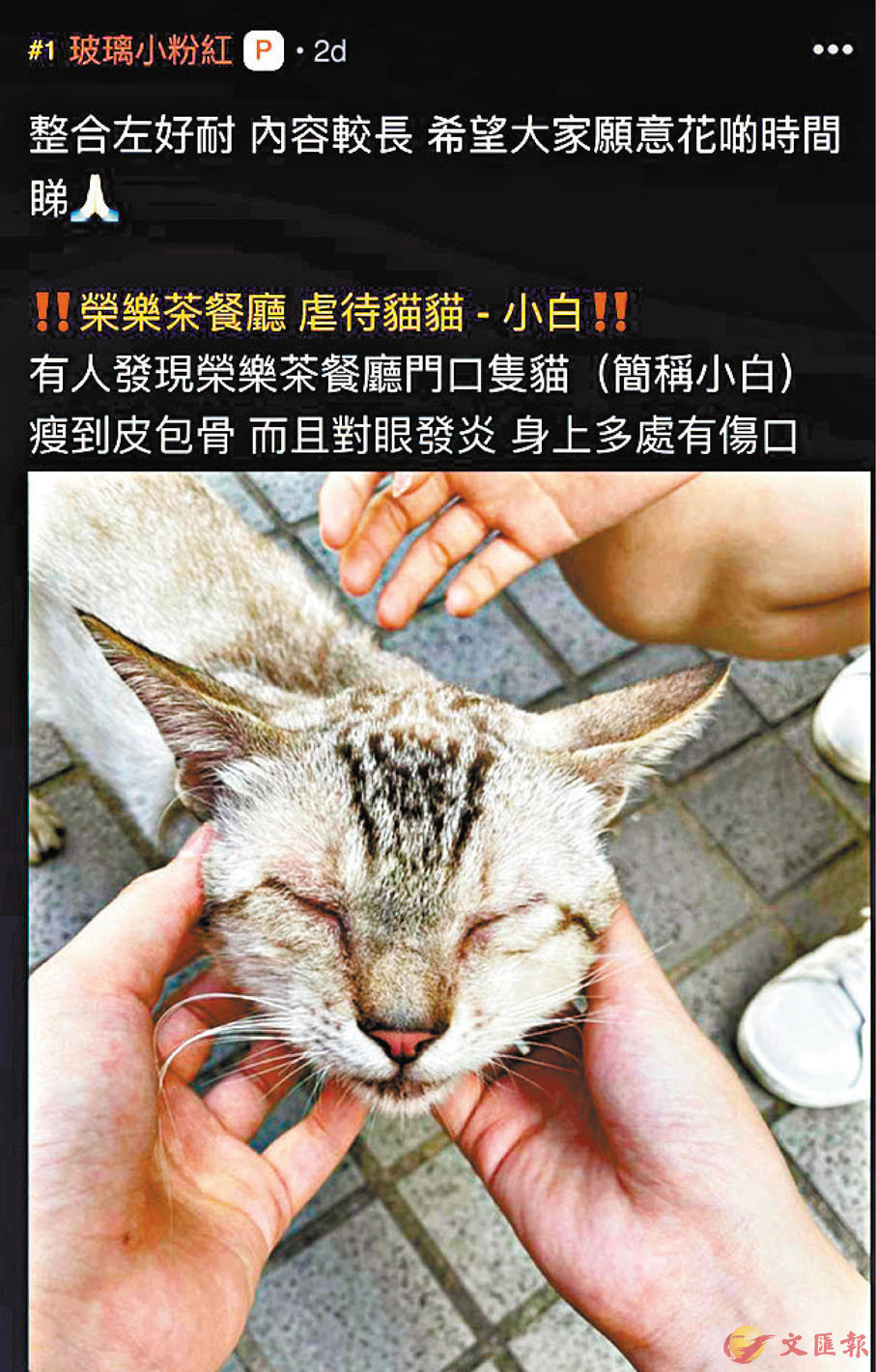 ●黃店沙田「榮樂茶餐廳」涉嫌虐貓。 連登截圖
