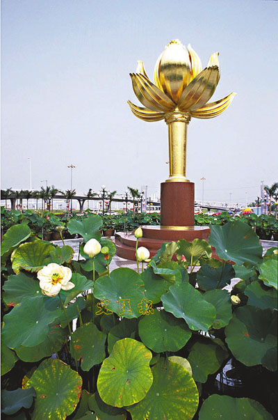 盛世莲花展光芒