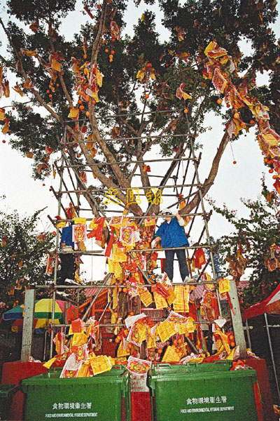 林村许愿树最多活10年