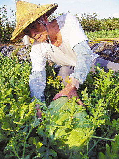 台湾果农 怕丰收