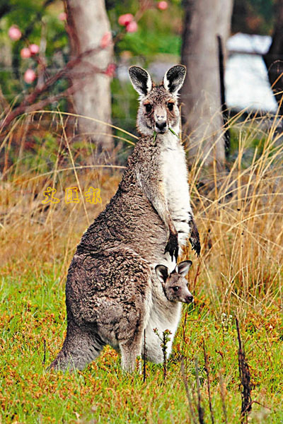 澳洲出「气攻」:野狗尿驱袋鼠