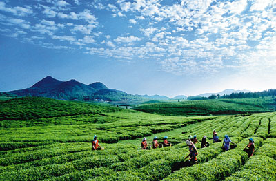 石阡苔茶茶区如诗似画